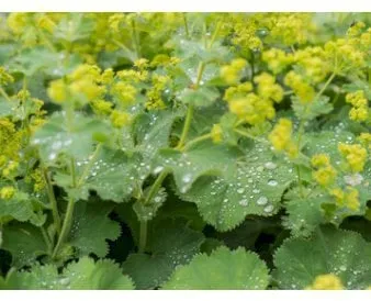 Luden daggkåpa